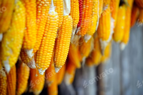 Preview: Dried corn cobs hanging