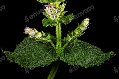 Preview: Inflorescences clary sage, lat. Salvia sclarea, isolated on black background