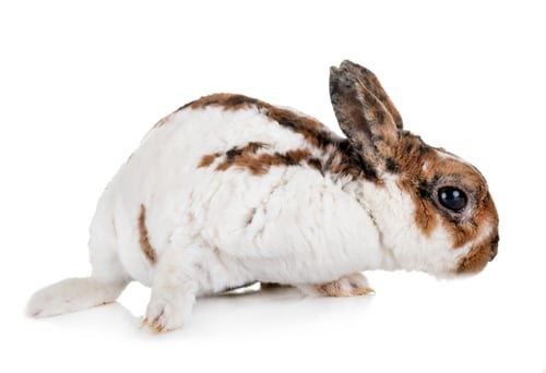Preview: miniature Rex rabbit