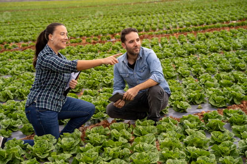 Preview: Farmers discussing agricultural technology in lettuce field
