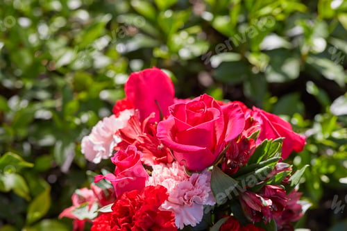 Preview: Photo of fresh red and pink fresh flowers