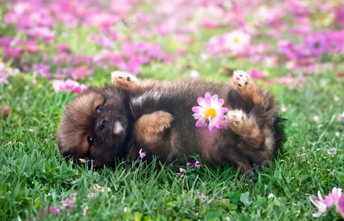 Preview: puppy pomeranian in grass
