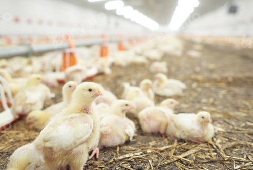 Preview: Chicken coop full of small chickens