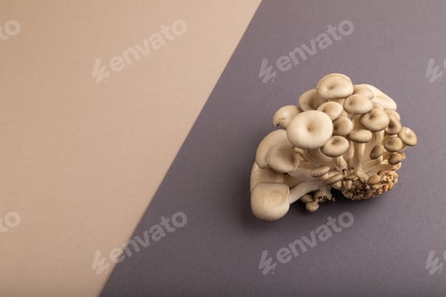 Preview: Raw Oyster mushroom, Pleurotus ostreatus on beige and gray pastel paper, Side view, copy space