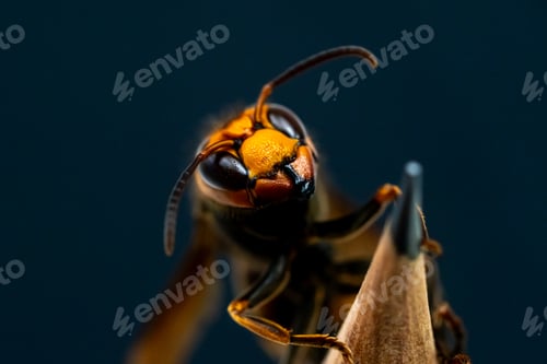Preview: Close up of Hornet (wasp)