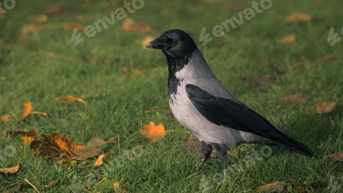 Preview: Hooded Crow Standing on Grass in Autumn with Fallen Leaves Nearby