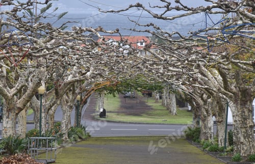 Preview: Alley of trees