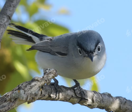 Preview: A blue-gray gnatcatcher perched on a branch with a blurred background of green leaves
