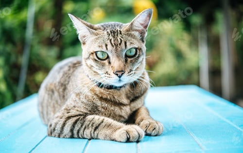 Preview: Focus on the eyes of the tabby on the blue cement floor.