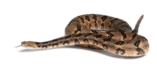 Preview: Timber rattlesnake - Crotalus horridus atricaudatus, poisonous, white background