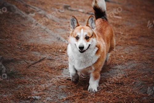 Preview: Cute Welsh Corgi dog outdoor. Dog portrait Pet on a walk. Beautiful funny corgi dog breed