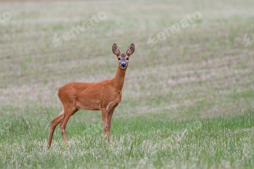 Preview: Female Roe Deer standing on the summer field