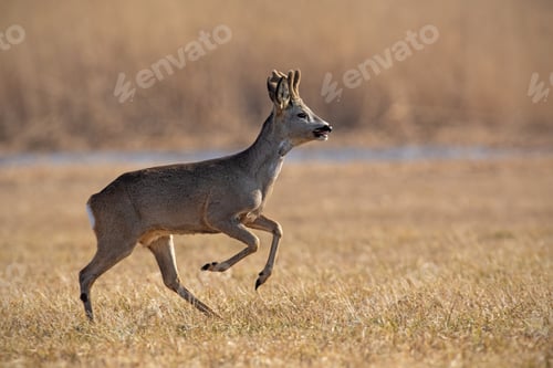 Preview: Running roe deer, capreolus capreolus in winter