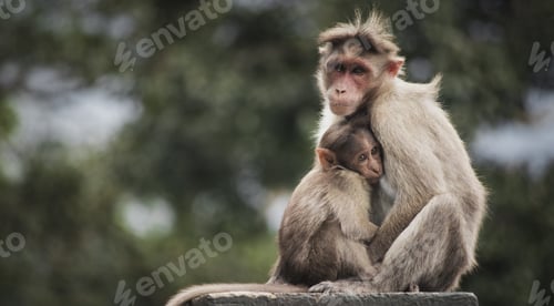 Preview: Heartwarming shot of adorable macaques family with the baby hugging a parent