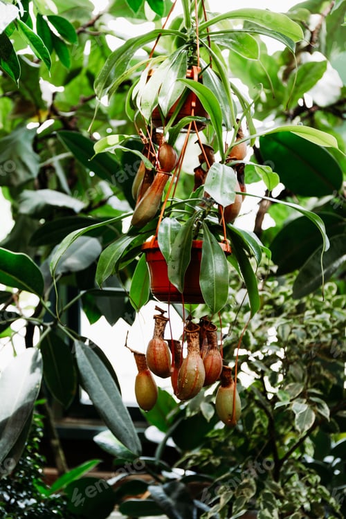 Preview: Close-up of Nepenthes, tropical pitcher plants in a greenhouse.