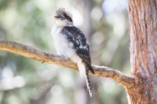 Preview: Bird in a tree