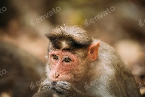 Preview: Goa, India. Monkey Bonnet Macaque - Macaca Radiata Or Zati Is Looking For Fleas. Close Up. Monkey