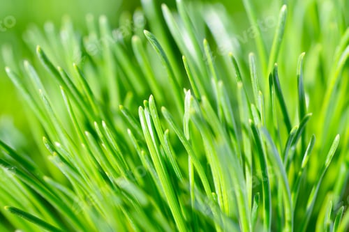 Preview: Green needles of pine tree close up