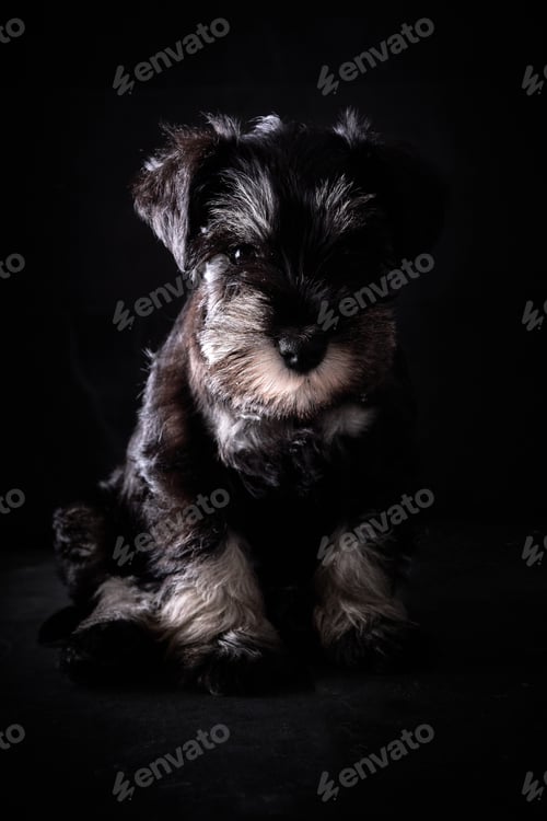 Preview: Cute purebred puppy in dark studio