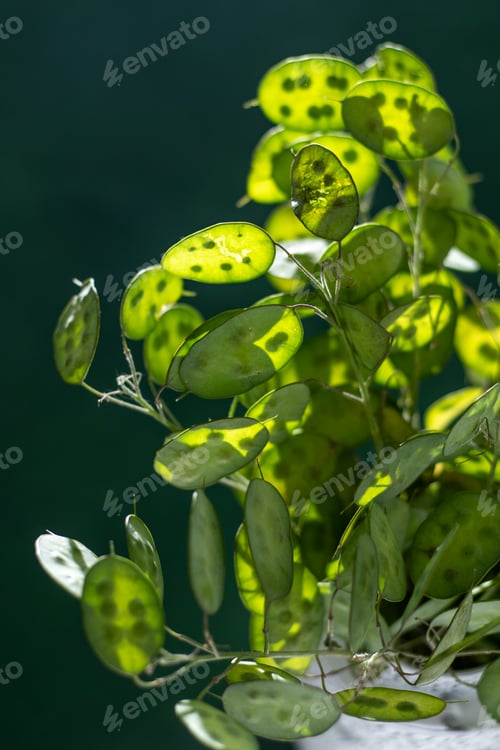 Preview: Green leafy background. Lunaria leaves. Dried flower plant.