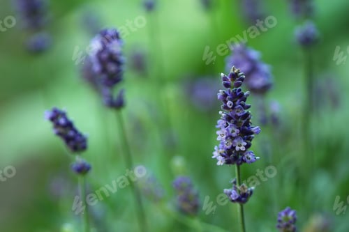 Preview: Outdoor garden view of a lavender field