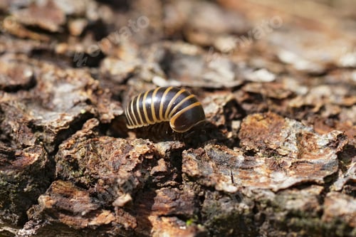 Preview: Closeup on the Mediterranean pillbug milliped, Glomeris marginata on wood