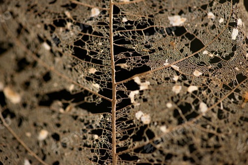 Preview: Skeleton leaves isolated - Leaf veins, Dry leaf detail texture in front to light-dry leaves