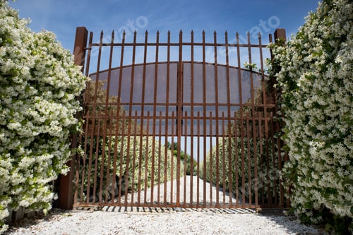 Preview: Avenue with blooming jasmine