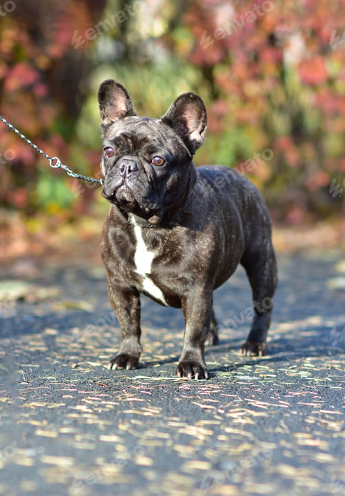 Preview: A black French Bulldog dog stands in a park on a autumn day
