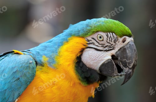 Preview: macaw bird