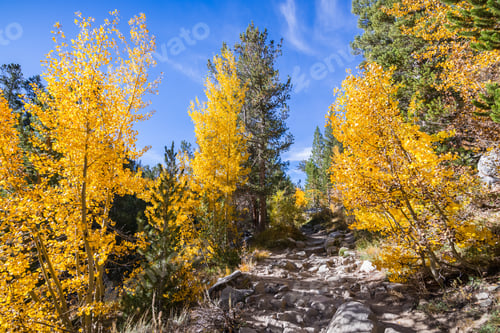 Preview: Hiking trail going through a grove of aspen trees