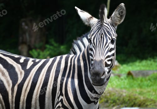 Preview: Plains zebra, Equus quagga