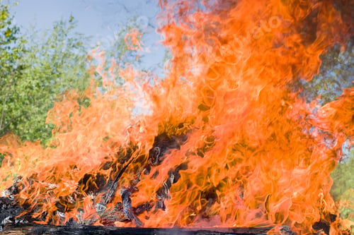 Preview: forest fire