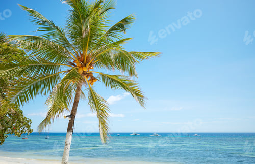 Preview: Tropical beach with palm tree and turquoise sea, perfect summer vacation concept.