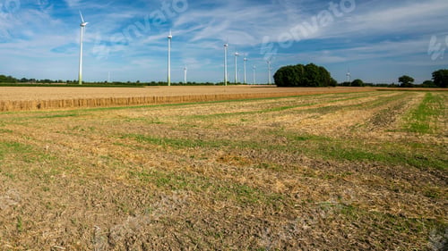 Preview: Large green fields with trees and aligned windmills under blue sky