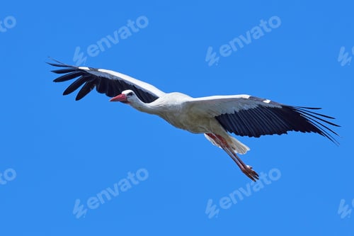 Preview: White stork (Ciconia ciconia)