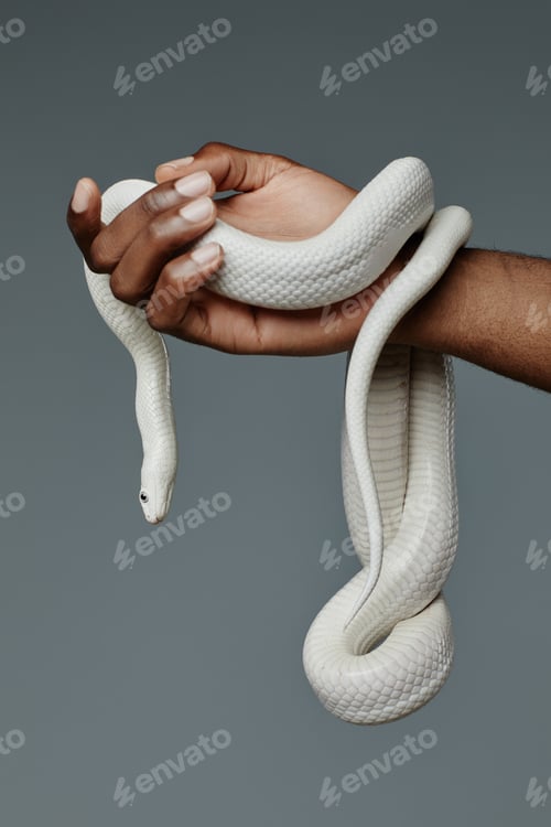Preview: Hand of young man holding wild exotic animal hanging or creeping over his arm