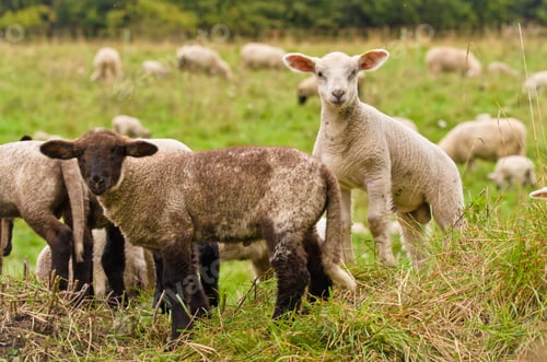 Preview: Many cute and happy lambs playing in the meadow
