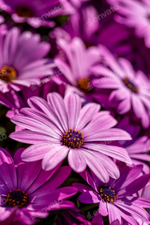Preview: Flowering bush of African daisies