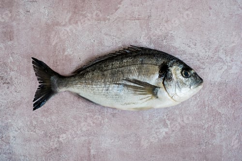Preview: High angle close up of a fresh sea bream.