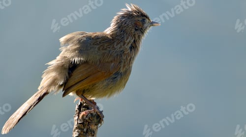 Preview: Close-up of Bird Perched on a Tree Branch