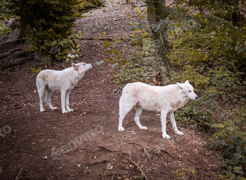 Preview: White wolves in France, Canadian Park