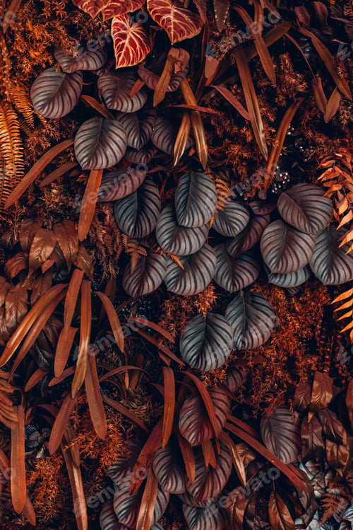 Preview: Close up group of background tropical green leaves texture and abstract background.