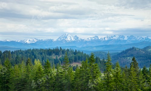 Preview: Mountains and Pines in Washington State