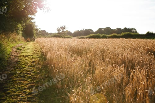 Preview: Golden hour over a tranquil country path
