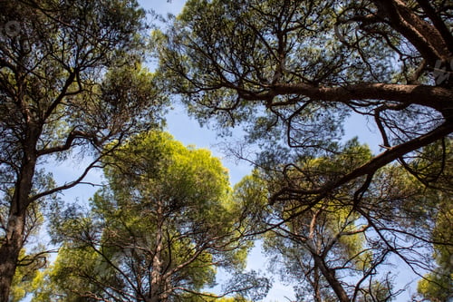 Preview: Tall green pine treetops from below to upwards, background.