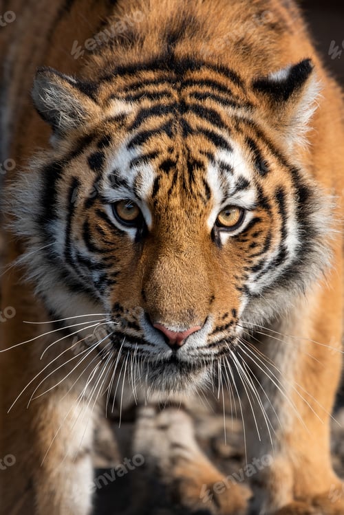 Preview: Close up view portrait of a Siberian tiger