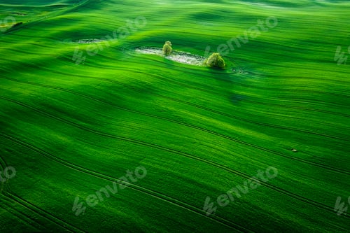 Preview: Green field in sunny spring at countryside.