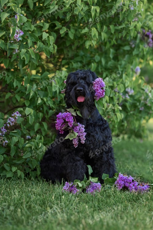 Preview: black Russian terrier in the spring in the park with a bouquet of lilac flowers