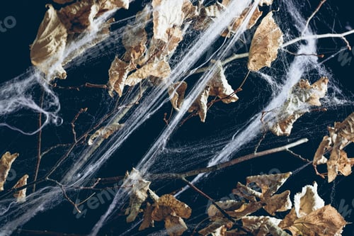 Preview: dry branch with leaves in spider web in darkness, halloween texture
